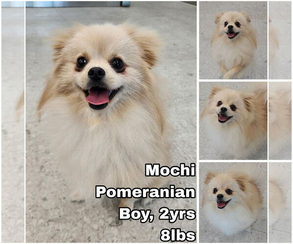 Medium Photo #1 Pomeranian Puppy For Sale in Seattle, WA, USA