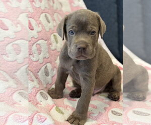 Charlotte's Puppy Greyson - Male Labrador Retriever-Unknown Mix Dog for Adoption - Photo #5