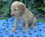 Small Photo #2 Goldendoodle Puppy For Sale in WEST PALM BEACH, FL, USA
