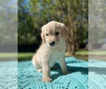 Small Photo #9 Golden Retriever Puppy For Sale in BUTNER, NC, USA