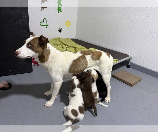 Medium Photo #5 Labrador Retriever-Unknown Mix Puppy For Sale in The Woodlands, TX, USA