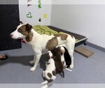 Small Photo #5 Labrador Retriever-Unknown Mix Puppy For Sale in The Woodlands, TX, USA