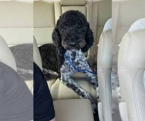 Poodle (Standard) Puppy for sale in ROCKWALL, TX, USA