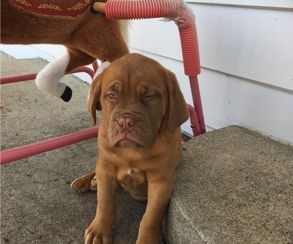 Medium Photo #3 Dogue de Bordeaux Puppy For Sale in KOKOMO, IN, USA