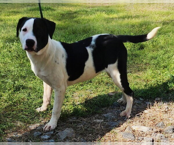 Medium Photo #5 Labrador Retriever-Unknown Mix Puppy For Sale in Wetumpka, AL, USA
