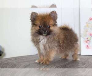 Pomeranian Puppy for sale in BEL AIR, MD, USA