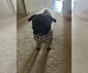 Poe - Male Pug Dog for Adoption - Photo #4