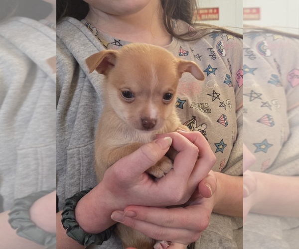 Medium Photo #1 Chihuahua Puppy For Sale in MIDDLETOWN, DE, USA