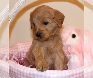 Goldendoodle Puppy for sale in BRIGHTON, MO, USA
