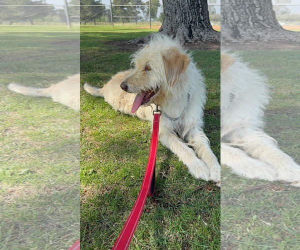 Medium Photo #14 Mutt Puppy For Sale in San Diego, CA, USA