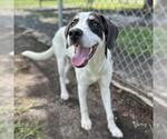 Small #1 Labrador Retriever Mix