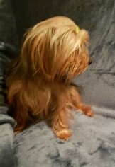 Mother of the Yorkshire Terrier puppies born on 11/26/2018