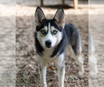 Small Siberian Husky