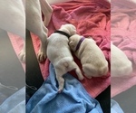 Small Photo #5 French Bulldog Puppy For Sale in LEAWOOD, KS, USA