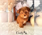 Small #8 YorkiePoo