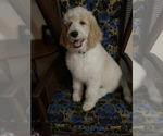 Puppy Male Puppy 1 Poodle (Standard)