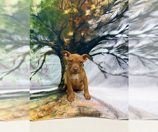 Medium Photo #2 American Pit Bull Terrier-Unknown Mix Puppy For Sale in Wetumpka, AL, USA