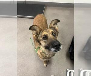 German Shepherd Dog Dogs for adoption in HESPERIA, CA, USA