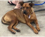 Small #7 Boxer Mix