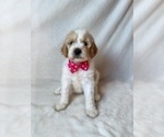 Small #7 Goldendoodle