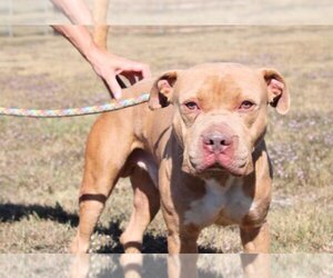 American Staffordshire Terrier-Unknown Mix Dogs for adoption in New Orleans, LA, USA