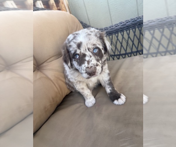 Medium Photo #5 Australian Shepherd Puppy For Sale in WILLIAMS, AZ, USA