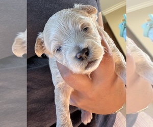 Maltipoo (Toy) Puppy for sale in CARLSBAD, CA, USA