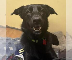 Junnah - Female Labrador Retriever-Unknown Mix Dog for Adoption - Photo #4