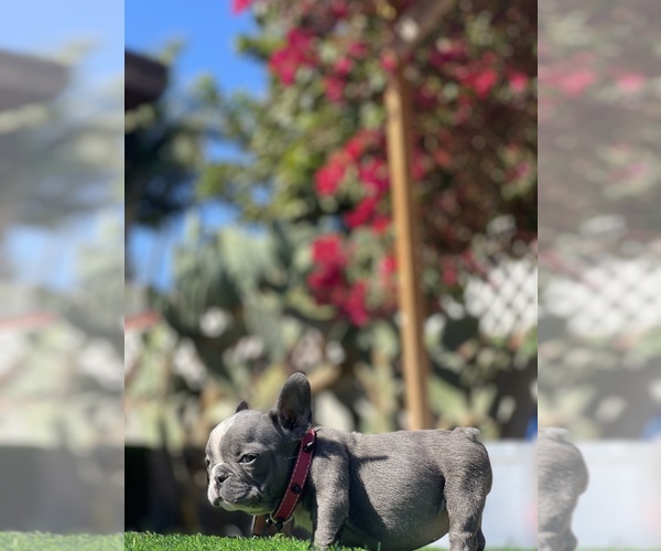 Medium Photo #7 French Bulldog Puppy For Sale in LOS ANGELES, CA, USA