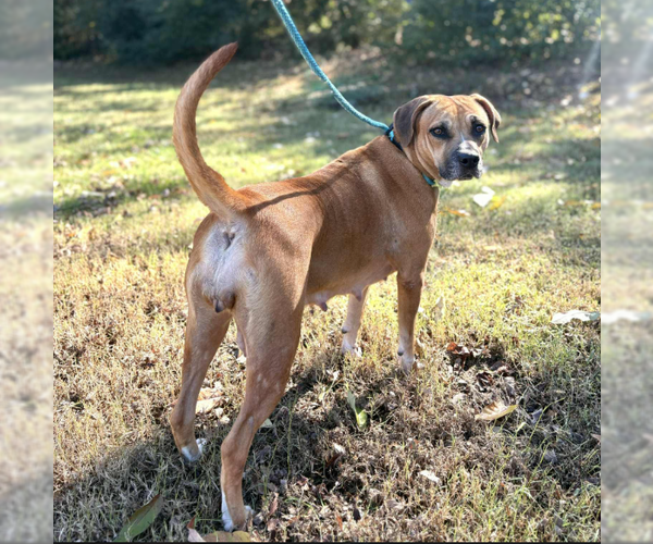 Medium Photo #2 Boxer-Unknown Mix Puppy For Sale in Brooklyn Center, MN, USA