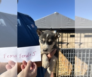 Labrador Retriever-Siberian Husky Mix Litter for sale in CALHAN, CO, USA