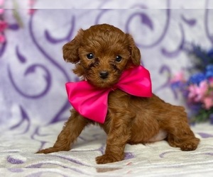 Cavapoo Puppy for sale in LANCASTER, PA, USA