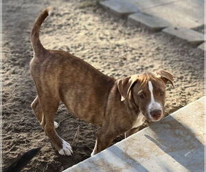 Apache - Male American Staffordshire Terrier-Labrador Retriever Mix Dog for Adoption - Photo #7