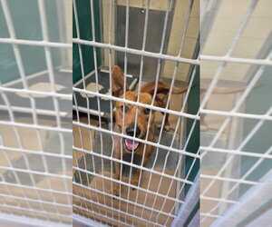 Rhodesian Ridgeback-Unknown Mix Dogs for adoption in Texas City, TX, USA