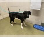 Small Labrador Retriever Mix