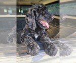 Small Photo #1 Goldendoodle Puppy For Sale in STATESVILLE, NC, USA