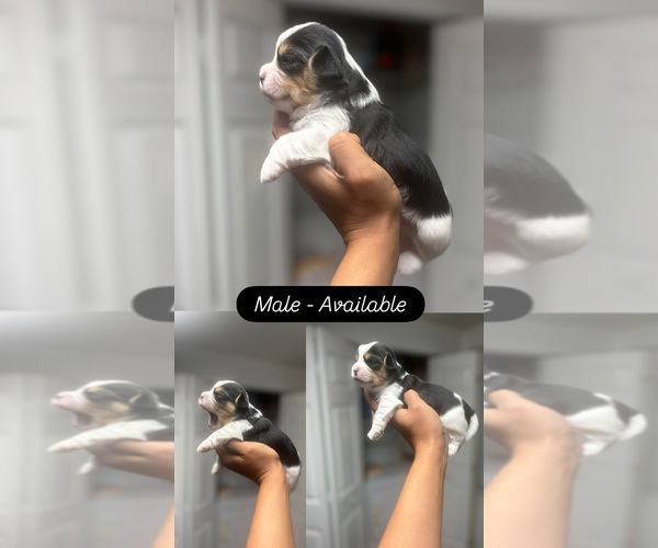 Medium Photo #4 Shorkie Tzu Puppy For Sale in GLEN ALLEN, VA, USA