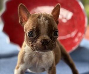 Boston Terrier Puppy for Sale in HICKORY, North Carolina USA