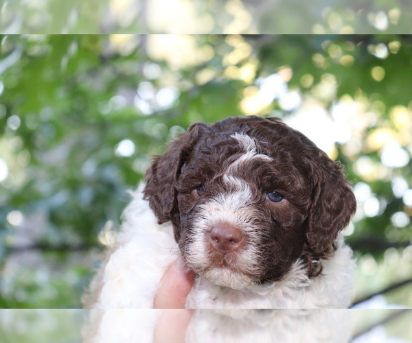 Medium Photo #3 Lagotto Romagnolo Puppy For Sale in MONDOVI, WI, USA
