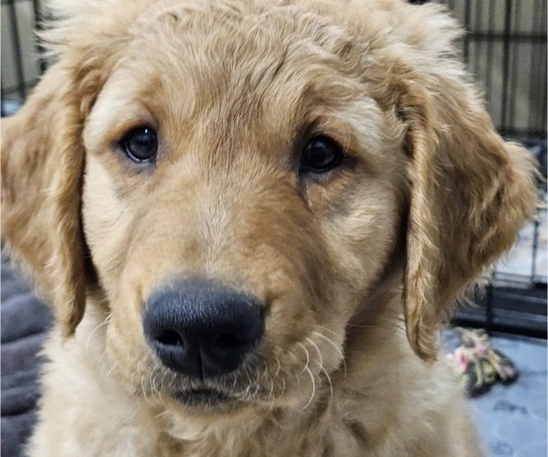 Medium Photo #7 Golden Retriever Puppy For Sale in EARLHAM, IA, USA