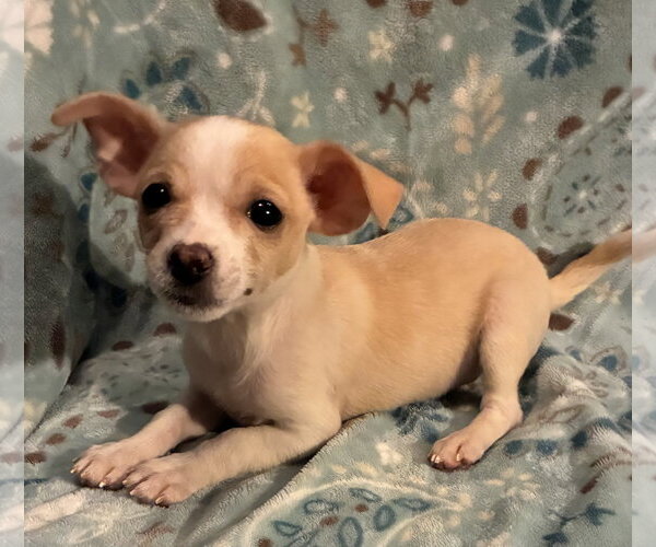 Medium Photo #2 Chiranian Puppy For Sale in Pottstown, PA, USA