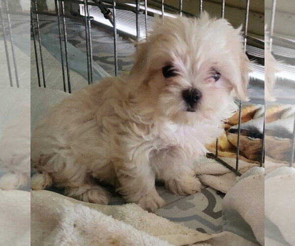 Medium Photo #1 Maltese Puppy For Sale in Oakland Park, FL, USA