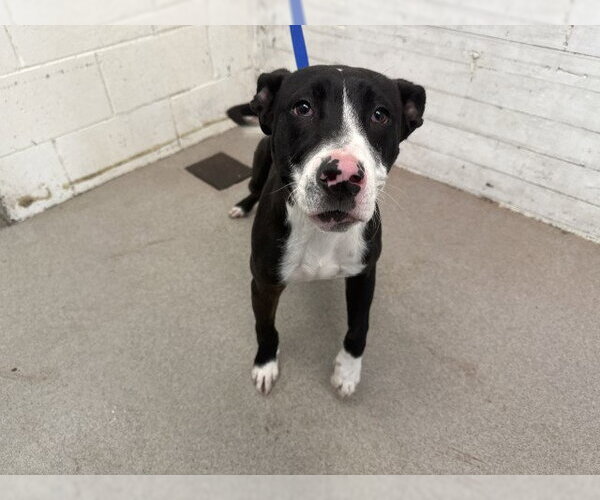 Medium Photo #1 Mutt Puppy For Sale in San Bernardino, CA, USA