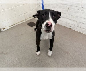 Mutt Dogs for adoption in San Bernardino, CA, USA