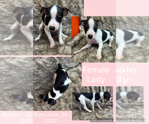 Medium Photo #10 Rat Terrier Puppy For Sale in WHITAKERS, NC, USA