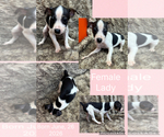 Small #9 Rat Terrier