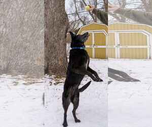 Cardi - Female Shepradors Dog for Adoption - Photo #9