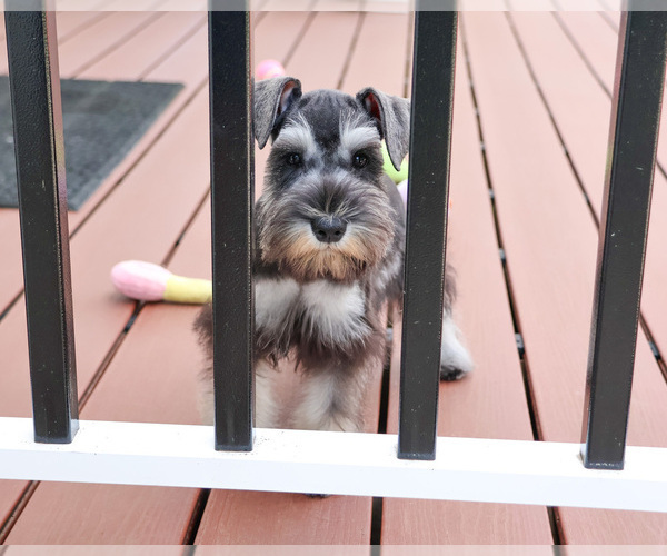 Medium Photo #3 Schnauzer (Miniature) Puppy For Sale in SYRACUSE, IN, USA