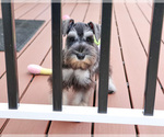 Small #2 Schnauzer (Miniature)