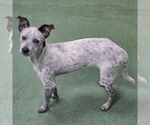 Small #2 Mutt